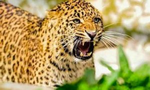 देहरादून शहर के लोगों हो जाओ सावधान, दून की गलियों