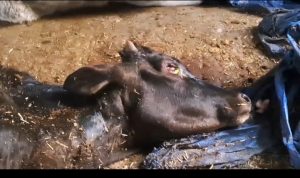 देहरादून स्थित नगरनिगम गौशालाओं की दुर्दशा और लापरवाही - myuttarakhandnews.com