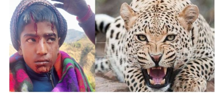 एक बाद फिर गुलदार की दहशत , स्कूल जाते 15