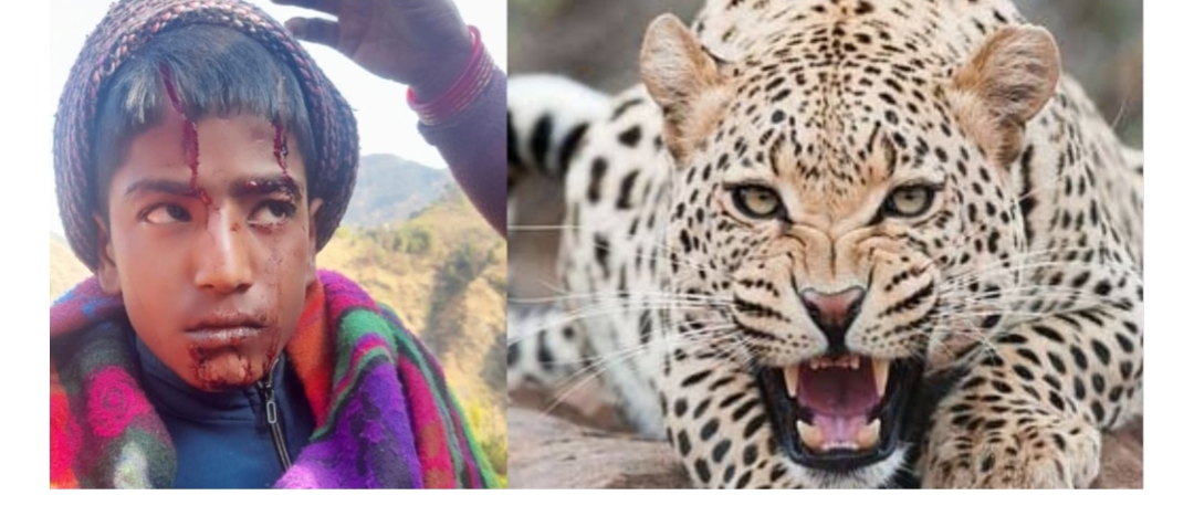 एक बाद फिर गुलदार की दहशत , स्कूल जाते 15