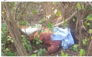 बाघ ने 20 दिन के भीतर दो महिलाओं को मौत