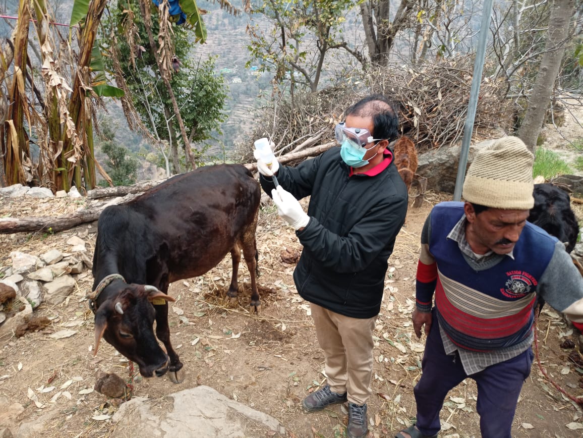 पशु चिकित्सालय नैनीसैण के अंतर्गत कपीरी पट्टी के विभिन्न गांवो