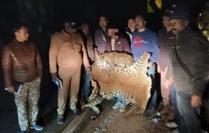 बाघ की 2 खाल के साथ एक तस्कर को दबोचा