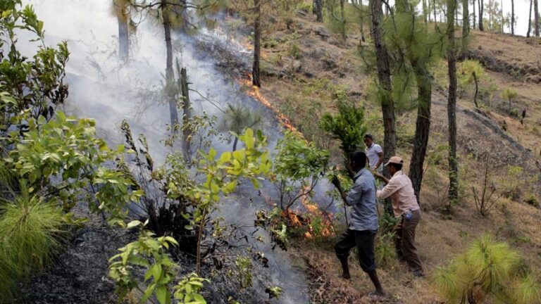 उत्तराखंड में जंगल की आग ने बरपाया कहर, लेकिन पेड़ों को नहीं पहुंचा कोई नुकसान, हैरत में पड़े अधिकारी  