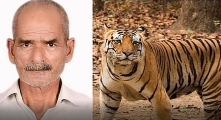 *बाघ ने साइकिल सवार बुज़ुर्ग को बनाया निवाला,जंगल में मिला