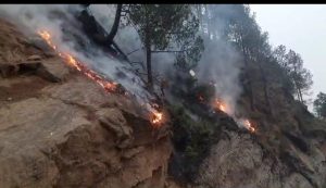 सेलंग के जंगलों में पिछले 24 घंटे से धधक रही