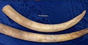 उत्तराखंड में 7 किलो हाथी दांत बरामद, STF ने तीन