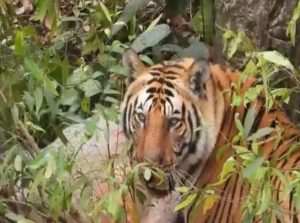 टिहरी गढ़वाल : फिर देखने को मिला बाघ का आतंक