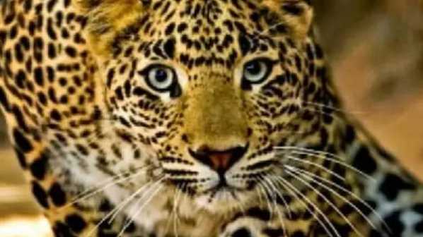 Uttarakhand: A 5-year-old child who had come to his grandmother's house on Rakshabandhan was killed by a leopard... there was chaos in the family