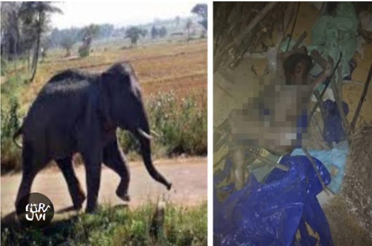 बिग ब्रेकिंग :बांसवाड़ा बालावाला में हाथी ने मार डाला 7वर्षीय