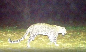 रक्षाबंधन मनाने आया था नानी के घर : आंगन में