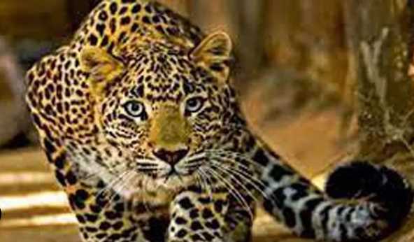 In Uttarakhand, a leopard carried away an innocent child playing in the courtyard, his body was found far from the house