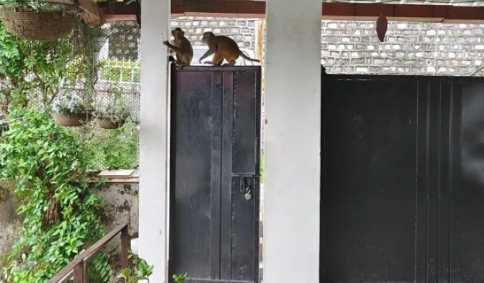 Monkeys are creating terror in Uttarakhand, breaking into houses and destroying them; attacking children