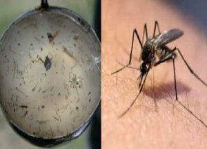 सेंट जोसेफ स्कूल देहरादून में मिला डेंगू का लार्वा, नगर