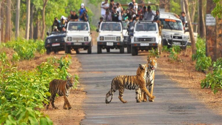 पर्यटकों के लिए खोला गया कॉर्बेट टाइगर रिजर्व का बिजरानी जोन