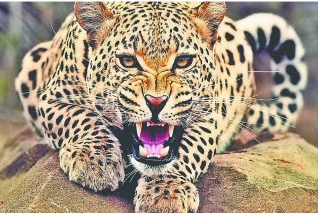 बागेश्वर :घर के आंगन में खेल रही 3 वर्षीय मासूम