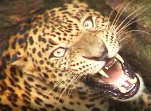 रात में बिस्तर पर सोए चौकीदार को उठा ले गया