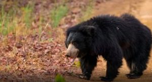 साहस से बची जिंदगी: रुद्रप्रयाग में जंगल गए ग्रामीण पर