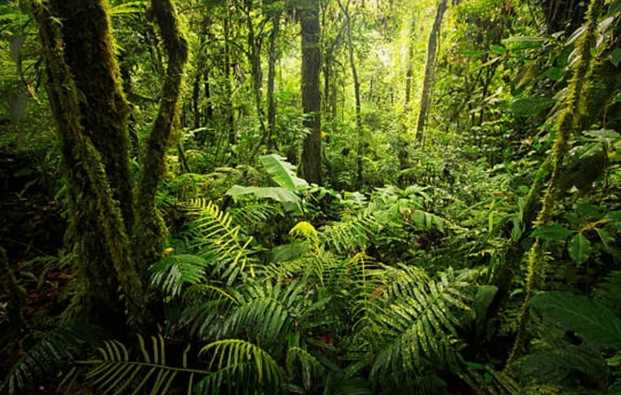 Government will cut down 5 lakh trees in Uttarakhand; Know the reason behind this