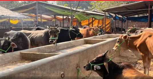 Now everyone will not be able to raise cows and buffaloes in Uttarakhand, new rules are going to be implemented, dairy business has become difficult