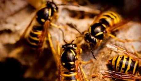 Uttarakhand: Brother and sister returning home from school were attacked by wasps, one innocent died, one is in critical condition