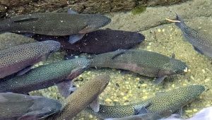 काश्तकार मत्स्य पालन में कर रहे कमाल - my uttarakhand