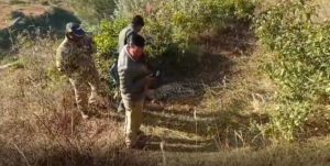 पौड़ी- गुलदार के शावक का शव मिलने पर गांव में