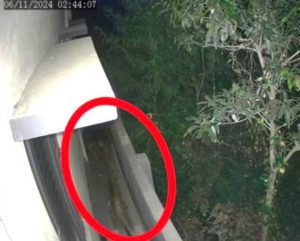 हल्द्वानी- घर के आंगन से दो कुत्तों को उठा ले