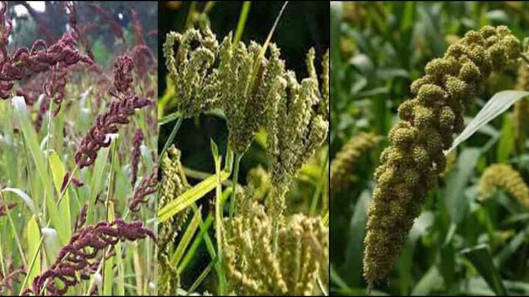 सरकारी विभाग अब स्थानीय उत्पादों की करेंगे खरीद 