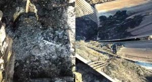 गौशाला में लगी आग, सात पशुओं की जिंदा जलने से