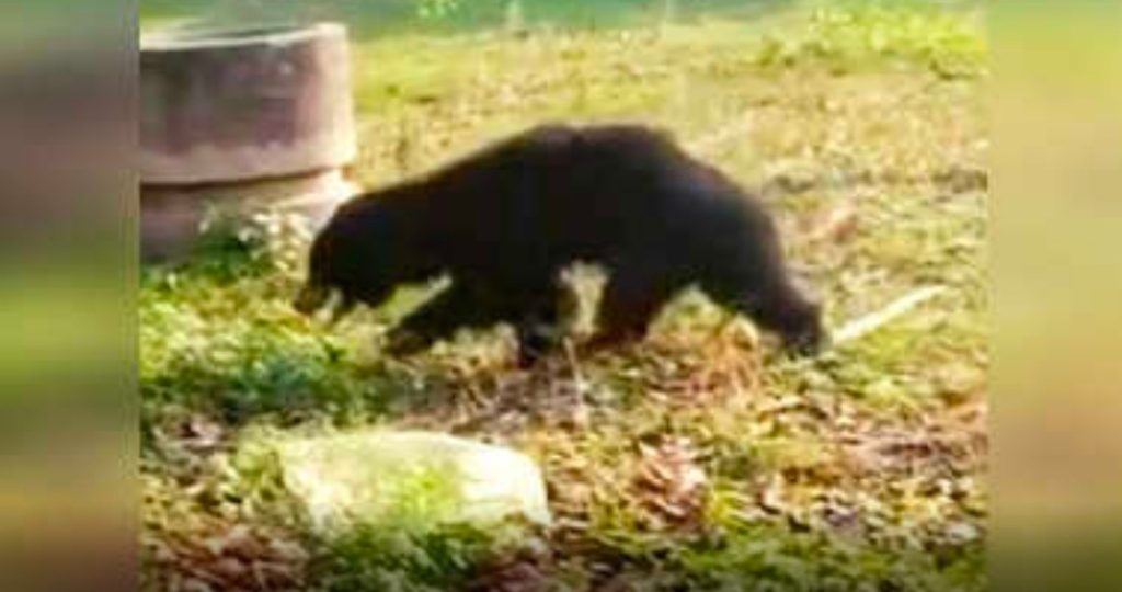 *नरेंद्रनगर विधानसभा क्षेत्र के क्षेत्रीय वन प्रभाग में भालू के हमले के चलते बुजुर्ग की मौत, मंत्री सुबोध उनियाल ने वन अधिकारियो को दिए निर्देश*