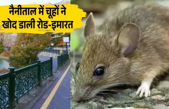 Rats wreak havoc in Nainital! From Mall Road to the lakeside road, there are holes in the walls of buildings and there is a danger of collapse