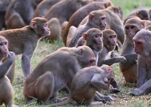 1 monkey will be removed from Uttarakhand's Haldwani for Rs 1200, Municipal Corporation will have to spend lakhs