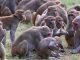 1 monkey will be removed from Uttarakhand's Haldwani for Rs 1200, Municipal Corporation will have to spend lakhs