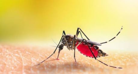 धामी सरकार की सख्ती, डेंगू पर सभी विभाग होंगे एकजुट, स्वास्थ्य सचिव ने जारी की एडवाइजरी