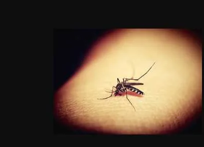 With the change in weather, dengue has arrived in Dehradun, what is the action plan for prevention in Uttarakhand?