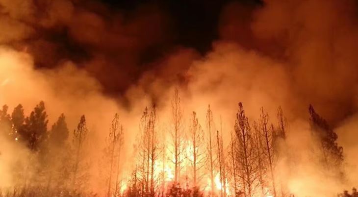 24 घंटे में जंगल की आग की 12 घटनाएं, अब तक 136 हेक्टेयर क्षेत्र प्रभावित