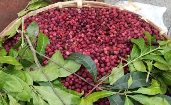 Uttarakhand's 'precious' fruit, sweet and sour and full of taste; being sold at Rs 600 per kg