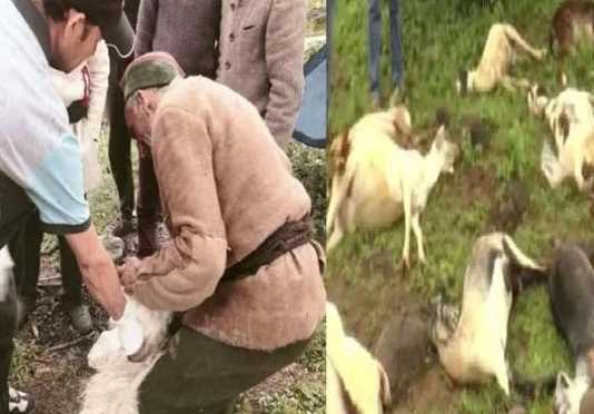Animals in Uttarakhand are suffering from an unknown disease! 80 have died so far