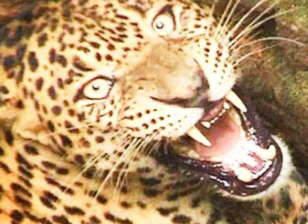 बागेश्वर में मां के सामने 4 साल के बच्चे को