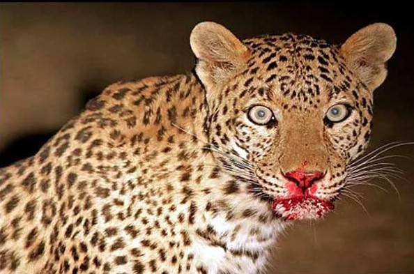 गुलदार के हमले में व्यक्ति की मौत, ग्रामीणों में दहशत का माहौल