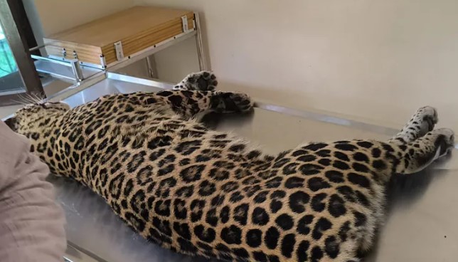 The terror of man-eating leopard is over in Rudraprayag district, it had made 3 women its prey