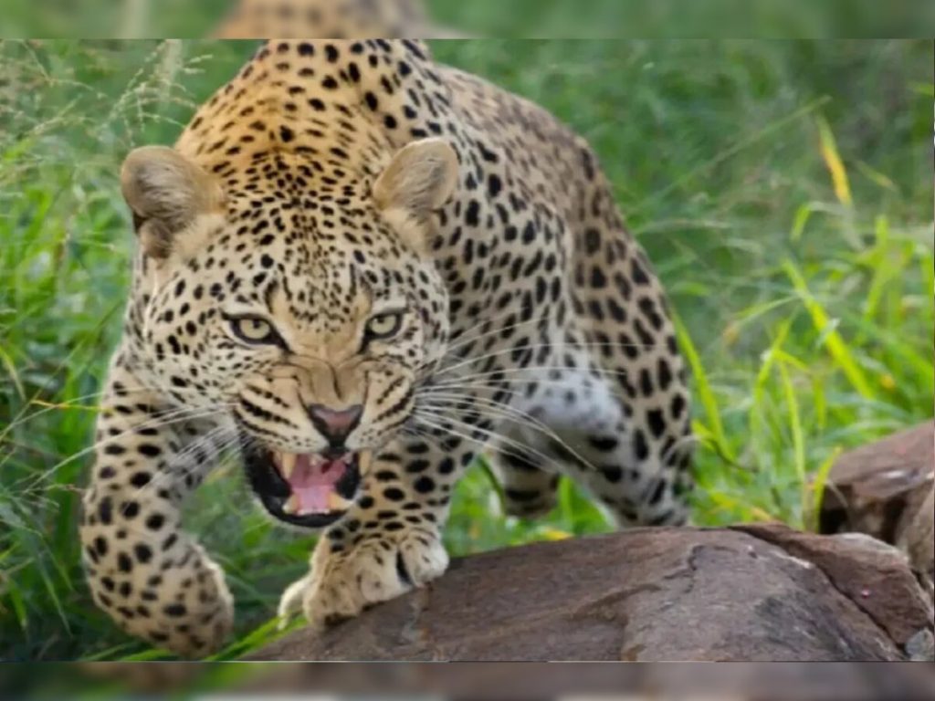 रुद्रप्रयाग में वन विभाग की बड़ी कार्रवाई, आदमखोर गुलदार को किया ढेर