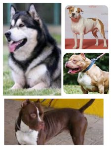 अगर आपके पास भी है बिंना लाइसेंस खतरनाक नस्ल के