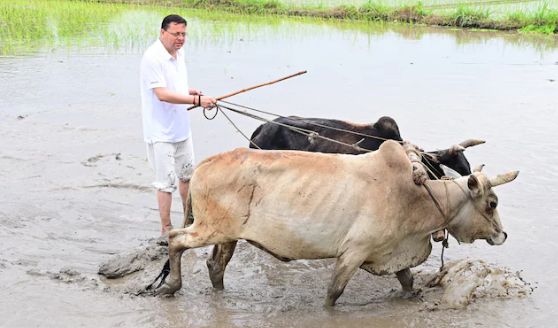 Uttarakhand CM Dhami planted paddy in Khatima, paid tribute to the labor of the farmers