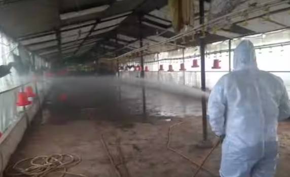 Administration in action after bird flu outbreak in this district of Uttarakhand, poultry farms sealed for 3 months