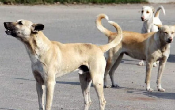 A young man who went to kill a dog to avenge the death of a cow also became a victim; died of rabies three months later