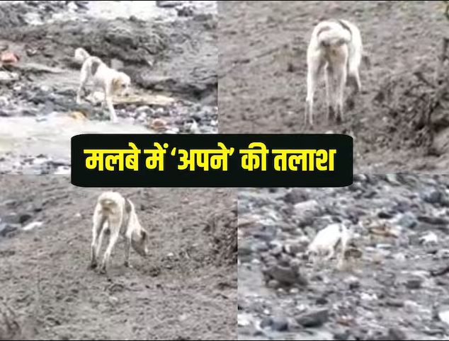 Dharali's faithful guard, this dog comes everyday in search of its owner under the rubble