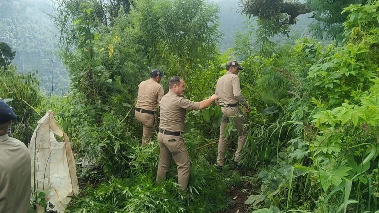 पुलिस का करारा प्रहार जंगलों में लगी अवैध भांग की
