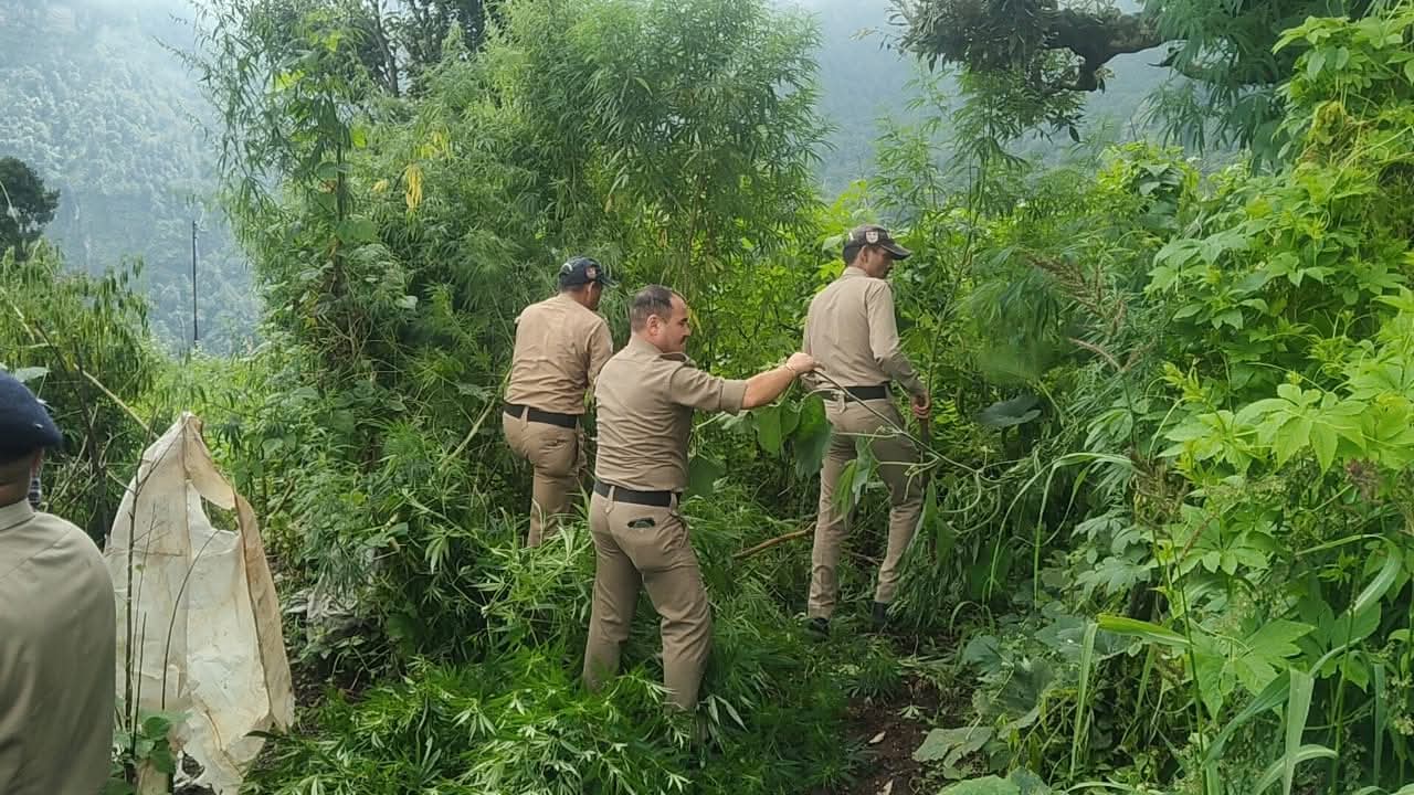 पुलिस का करारा प्रहार जंगलों में लगी अवैध भांग की